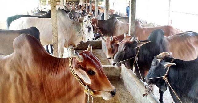 Cattle Farm