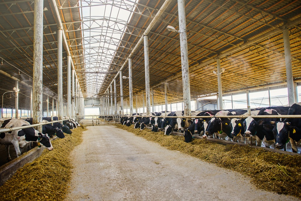 Cattle Farm